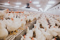 50+ years old poultry - 1